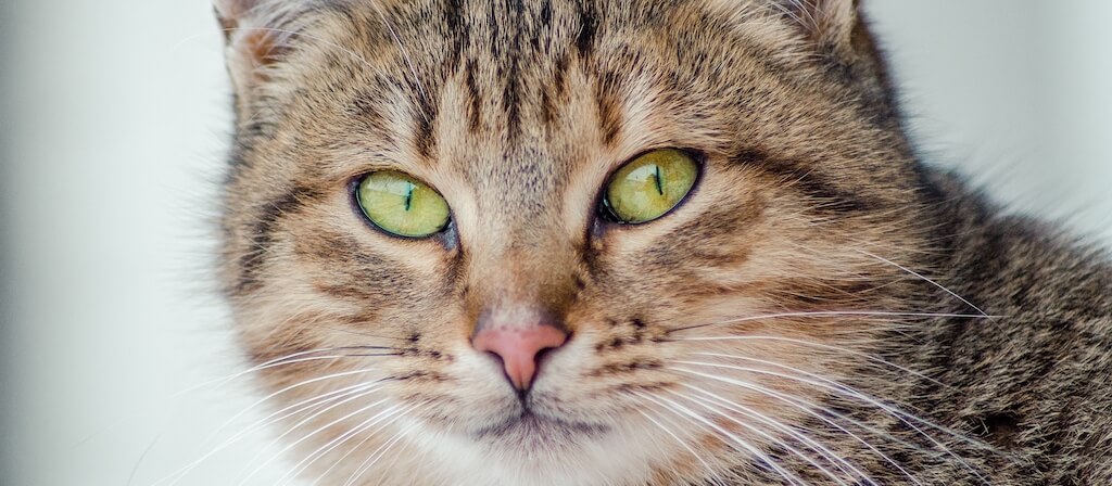 Cat Food
