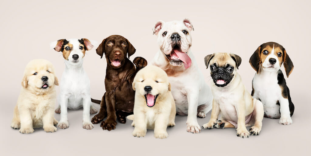 Dog Food