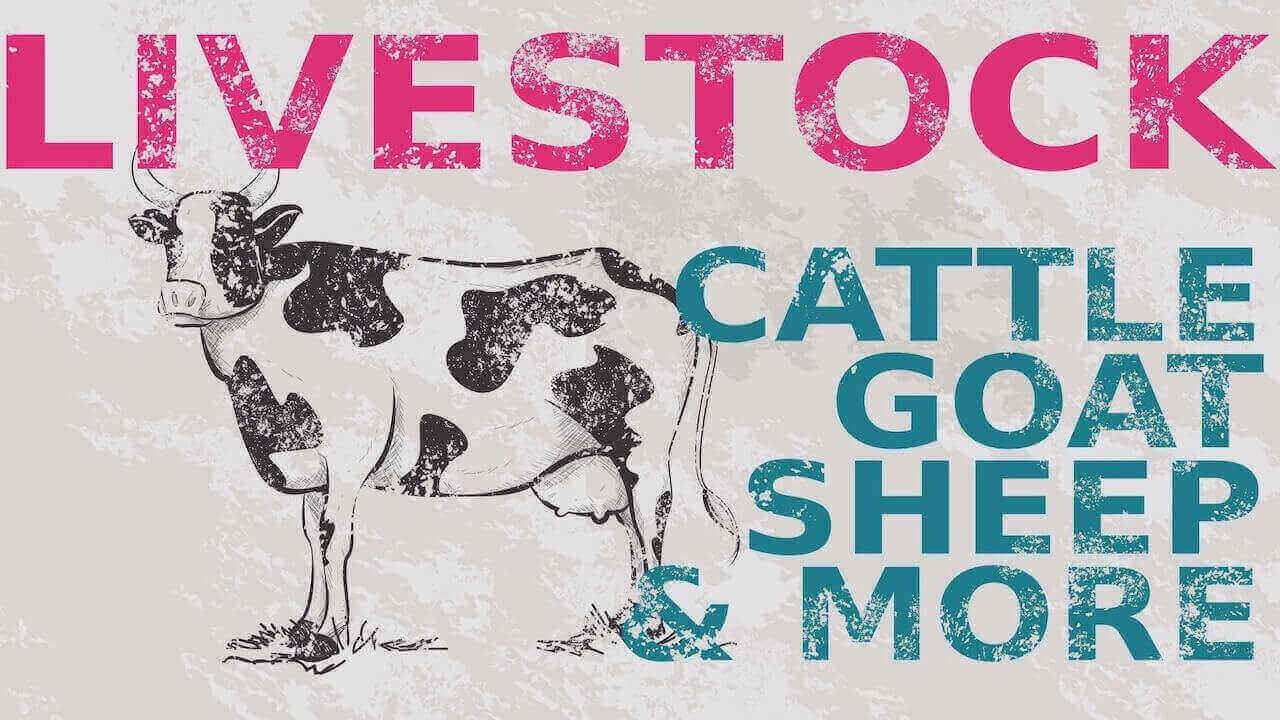Livestock Feed